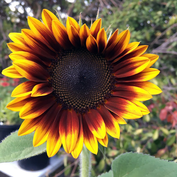 Helios Flame sunflower Sunflower Helios Flame helianthus
