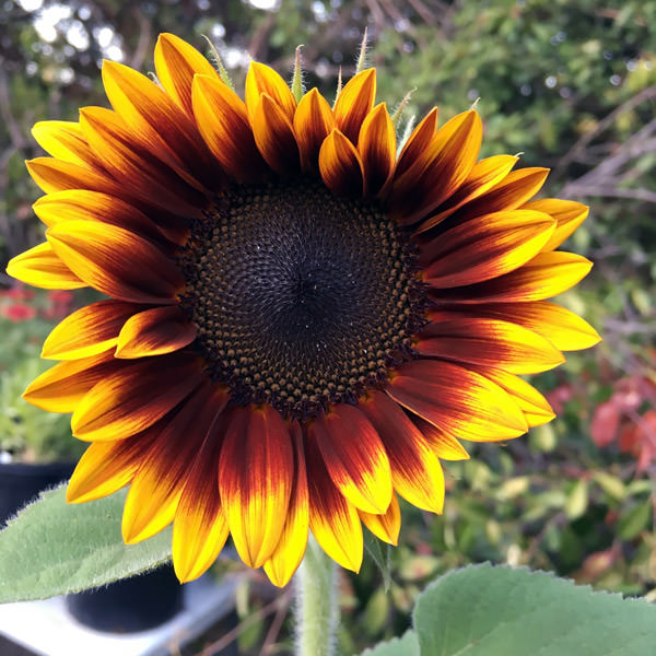 Sunflower Helios Flame helianthus