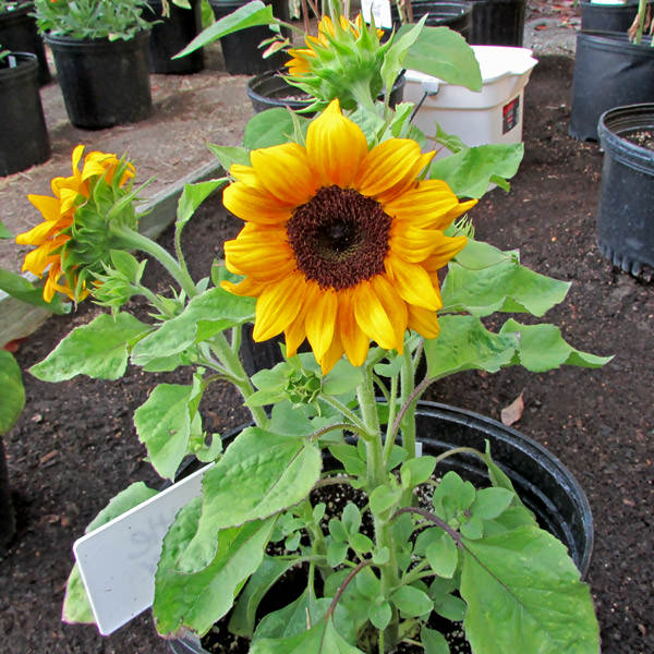 Little Tiger dwarf sunflower Sunflower Little Tiger