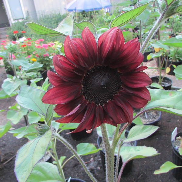 Sunflower Red Wave