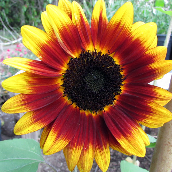 Helianthus Shock-o-Lat sunflower