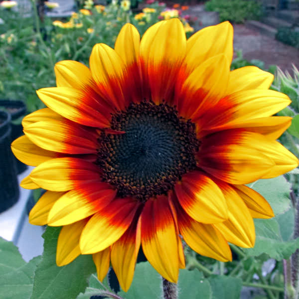Solar Flash dwarf sunflower