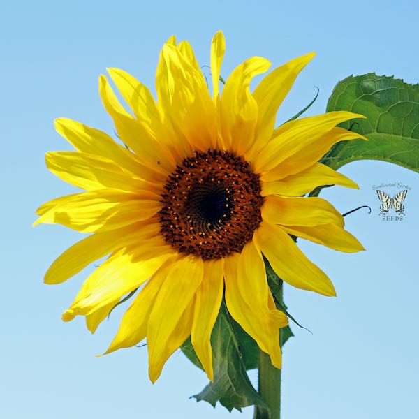 American Giant Hybrid sunflower Sunflower American Giant Hybrid