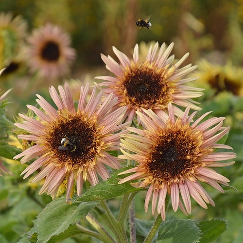 Sunflower Astra Rose