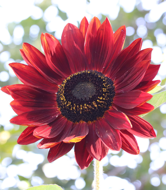 Autumn Beauty sunflower