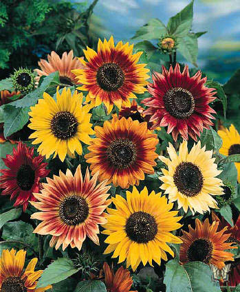 Autumn Beauty Sunflowers