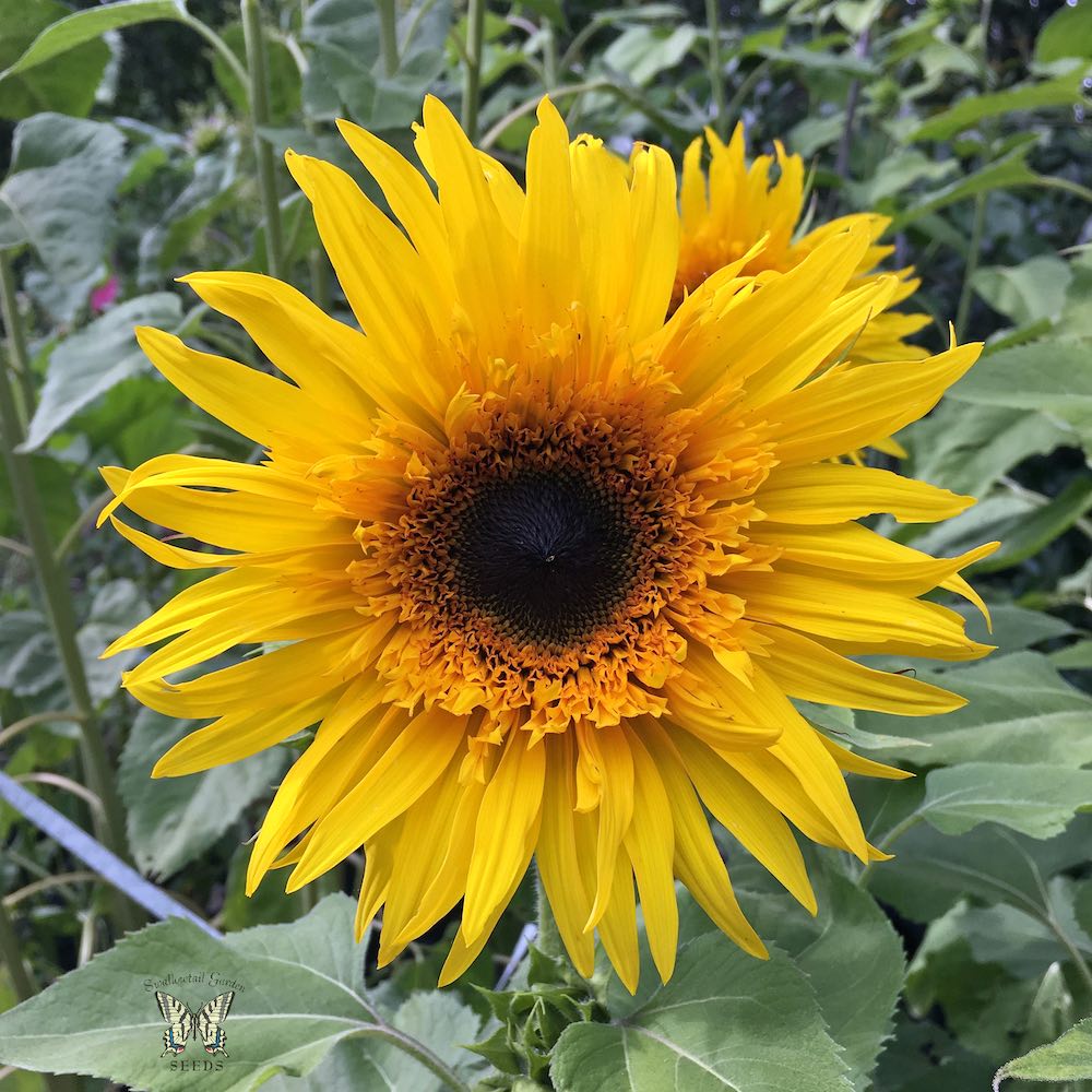 bear and sunflower