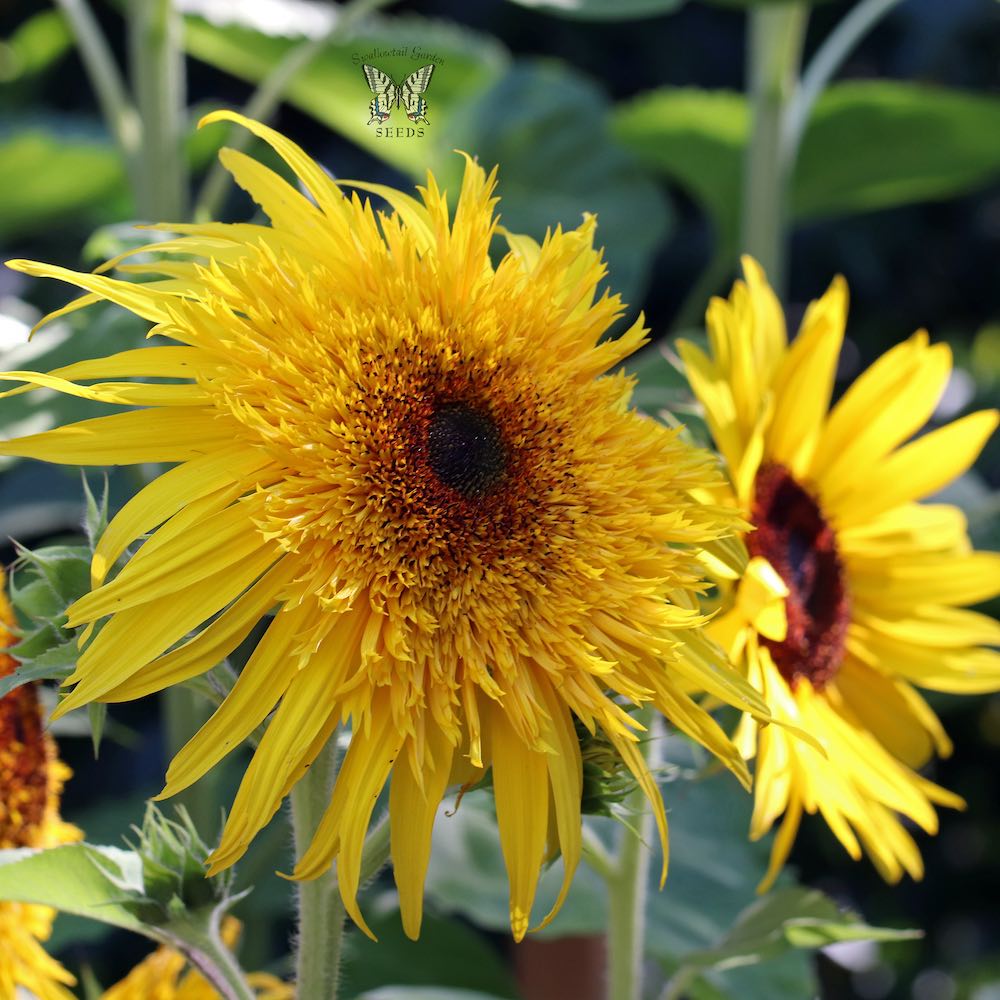 bear and sunflower