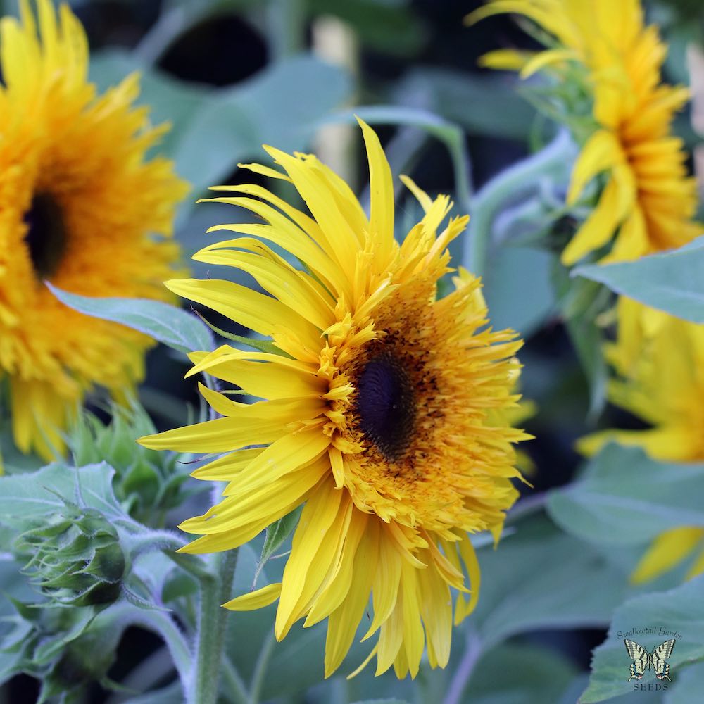 Baby Bear Sunflower Seeds Annual Flower Seeds