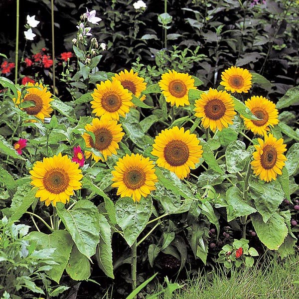 Sunflower Big Smile