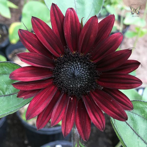 Black Beauty sunflower Sunflower Black Beauty