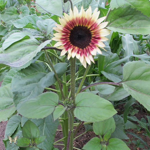 Sunflower Cherry Rose Plant