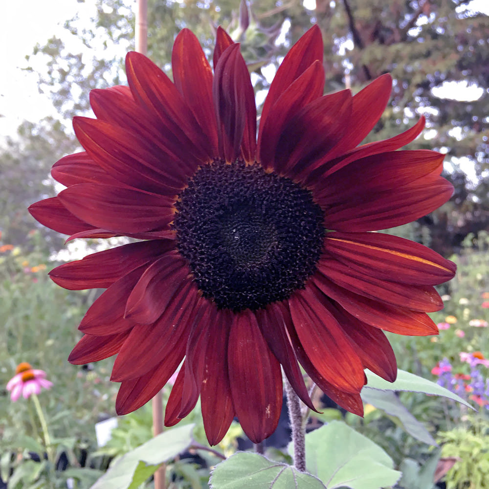 Sunflower Claret in the flower garden