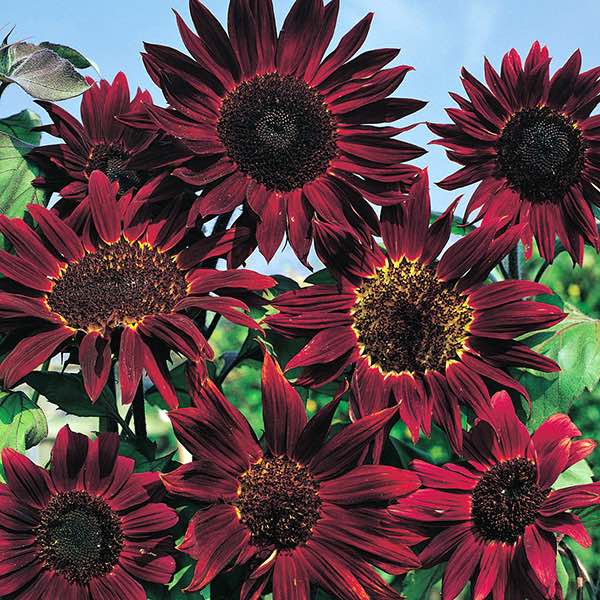 40PCs Rare Seeds Dark Purple Sunflower Annual Outdoor Flowers Useful Home Garden 