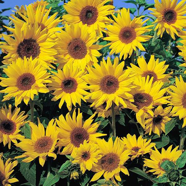 fruit of the loom sunflower yellow