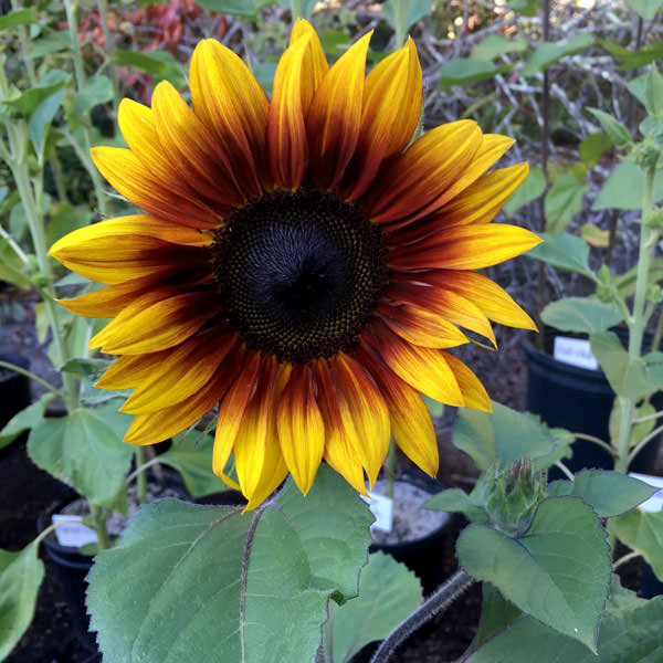 Firecracker semi-dwarf sunflower Firecracker Sunflower