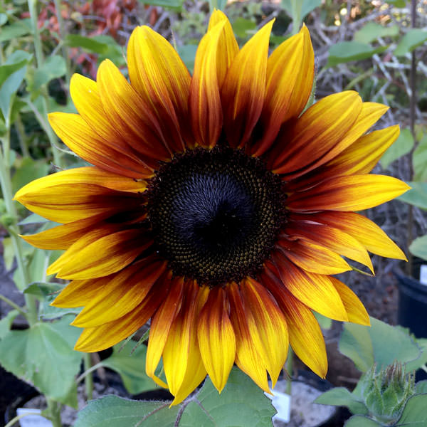 Firecracker semi-dwarf sunflower Sunflower Firecracker