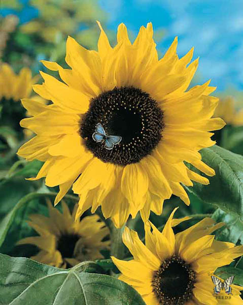 Sunflower Giganteus
