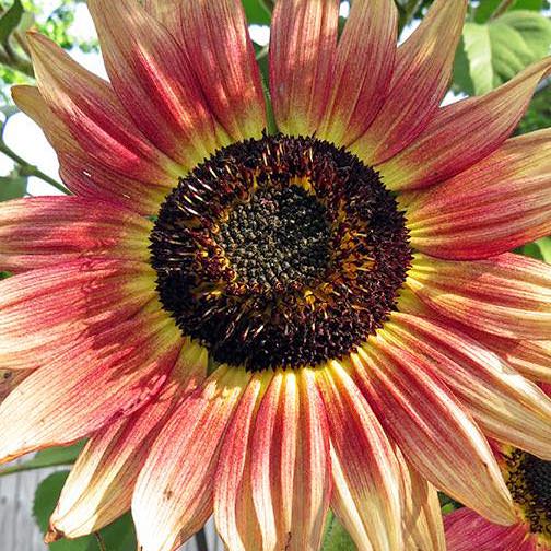 Sunflower Gypsy Charmer - Annual Flower Seeds