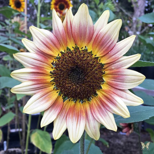 Gypsy Charmer sunflower Sunflower Gypsy Charmer
