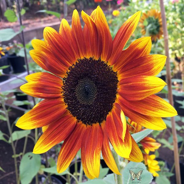 Harlequin sunflower Sunflower Harlequin bicolor at an angle.