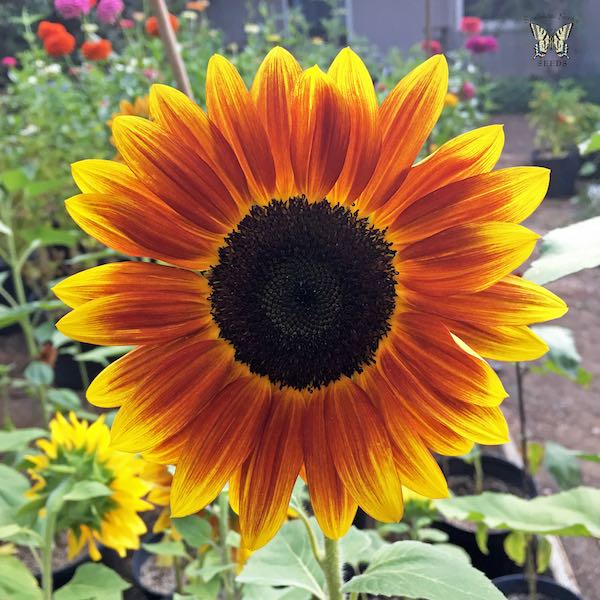 Harlequin sunflower Sunflower Harlequin
