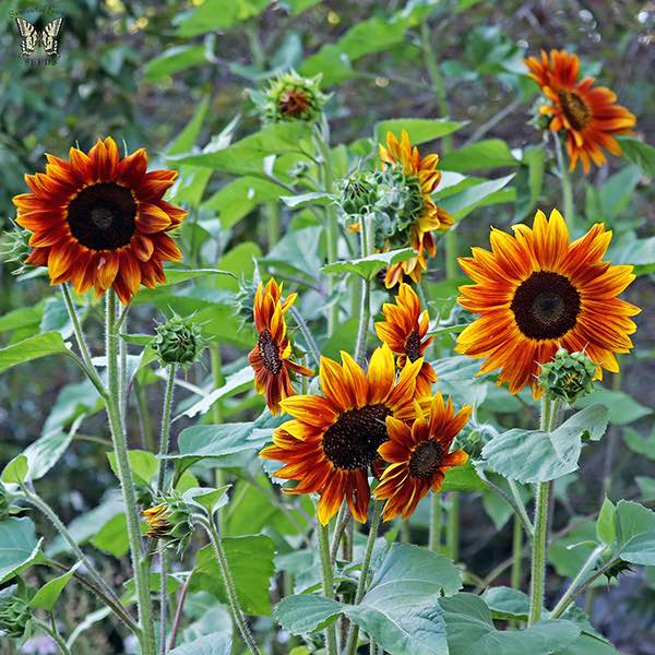 Sunflower Harlequin flowers.