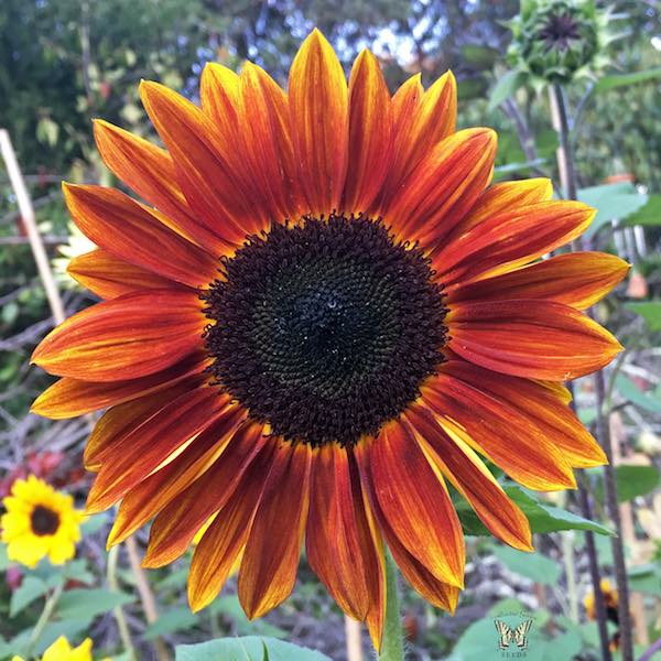 Harlequin sunflower Sunflower Harlequin red.