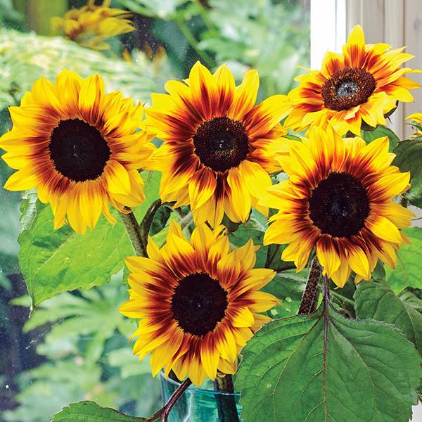 Helios Flame sunflower Sunflower Helios Flame