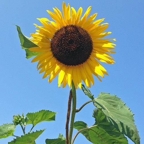 Sunflower High Hopes