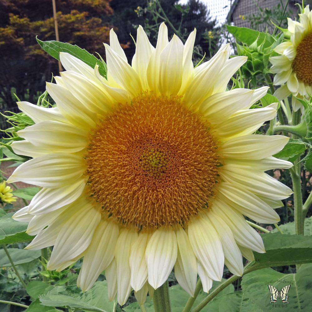 Jade sunflower Sunflower Jade
