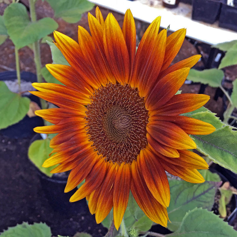 Sunflower Little Becka Flower in container