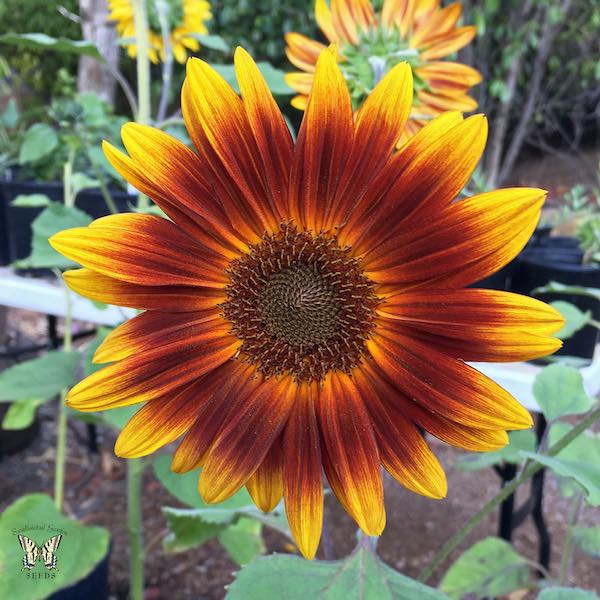Little Becka dwarf sunflower Sunflower Little Becka Flower