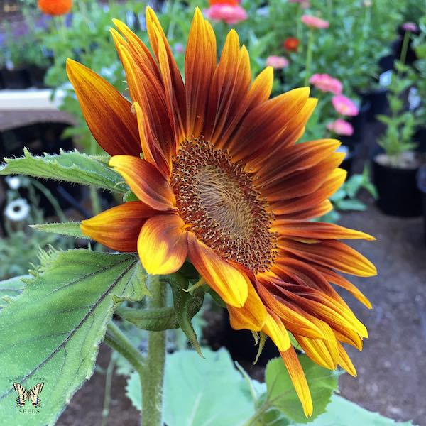 Little Becka dwarf sunflower Sunflower Little Becka Flower profile