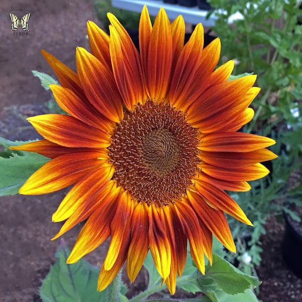 Little Becka dwarf sunflower Sunflower Little Becka