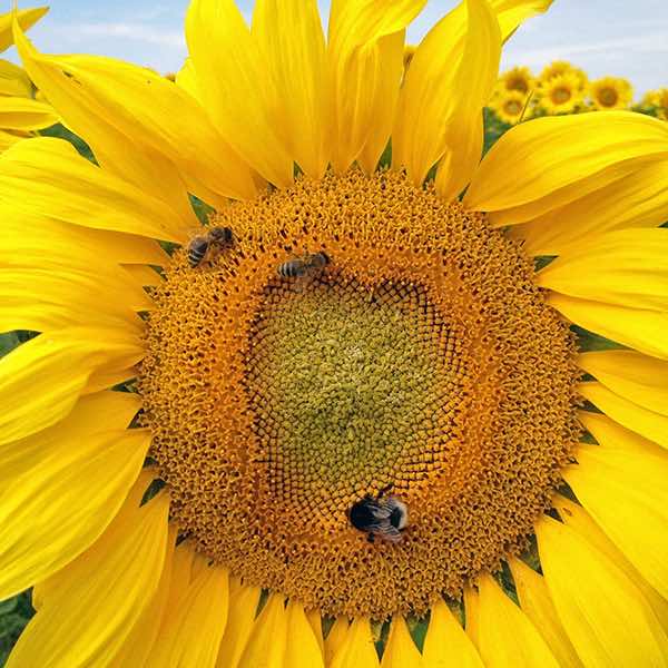Mammoth Russian sunflower Sunflower Mammoth Russian