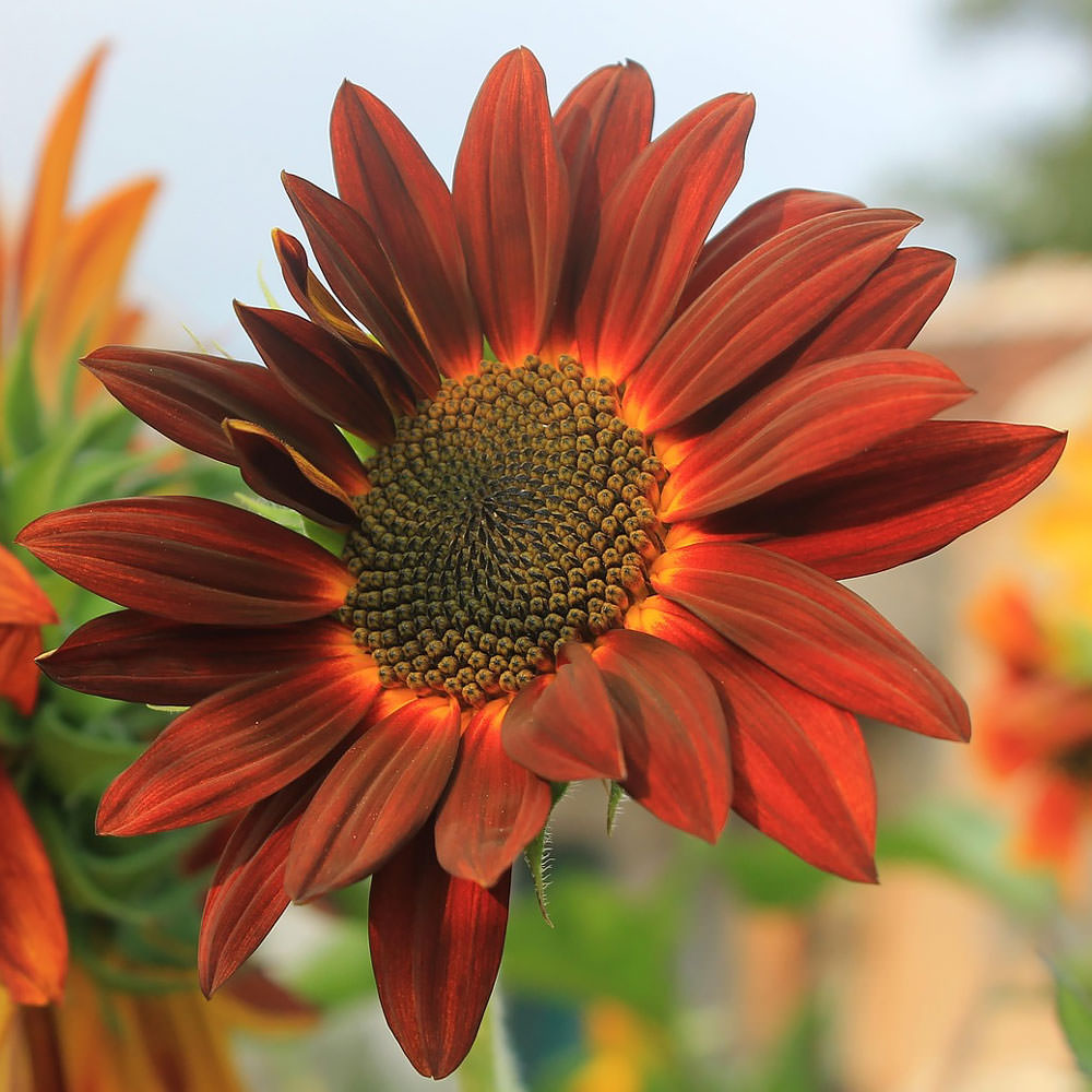 Moulin Rouge sunflower Sunflower Moulin Rouge flower