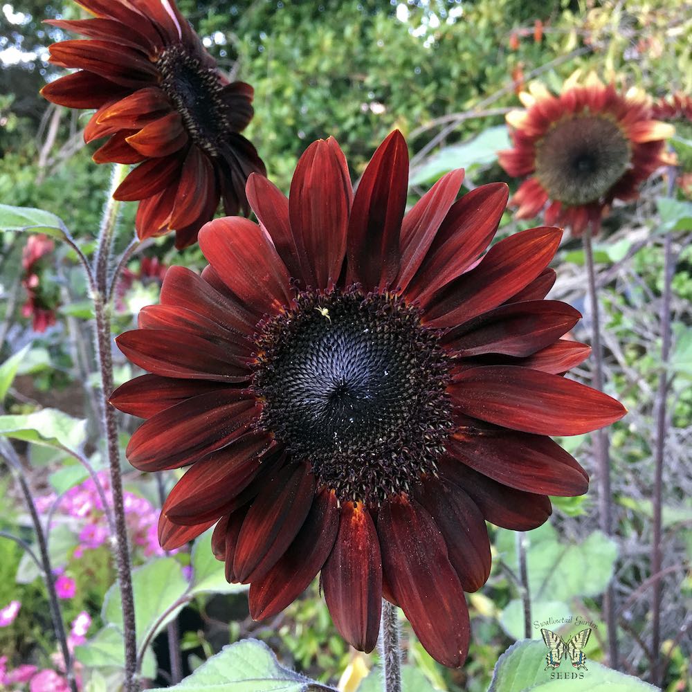 Moulin Rouge sunflower Sunflower Moulin Rouge flowers