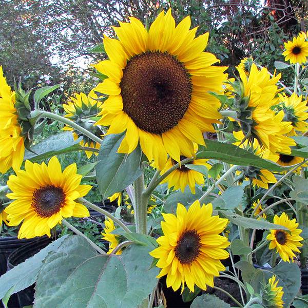 Orange Hobbit dwarf sunflower Sunflower Orange Hobbit