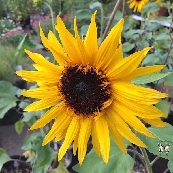 Orange Ruffles sunflower Sunflower Orange Ruffles