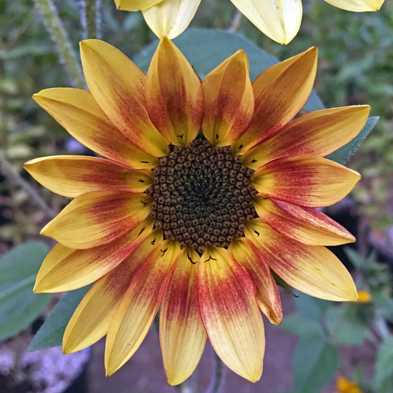 Pastiche sunflower Sunflower Pastiche