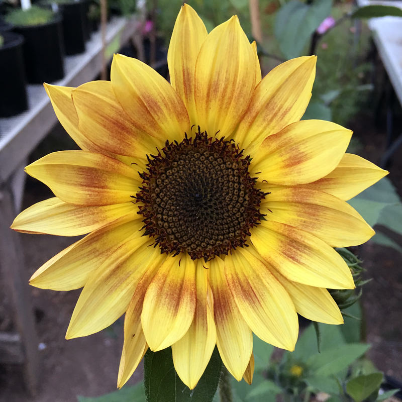 Sunflower Pastiche