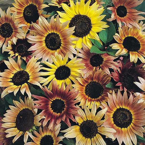 Sunflower Pastiche