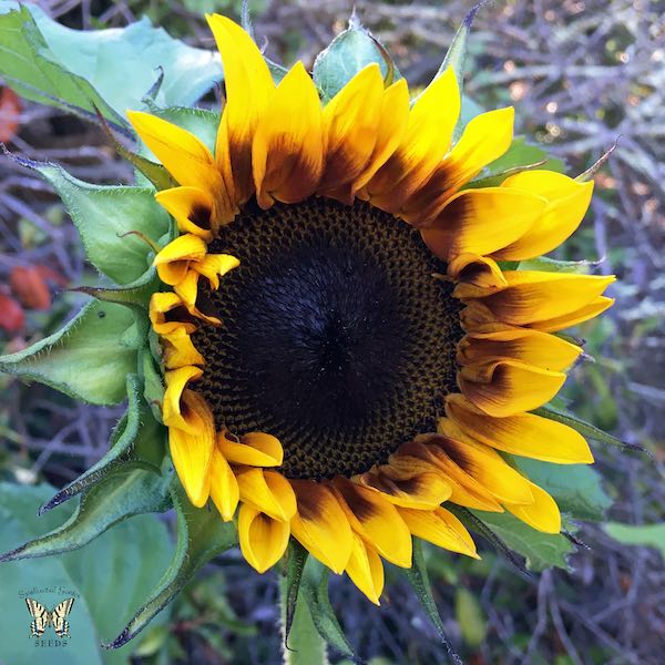 ProCut Bicolor sunflower Sunflower ProCut Bicolor Flower Opening