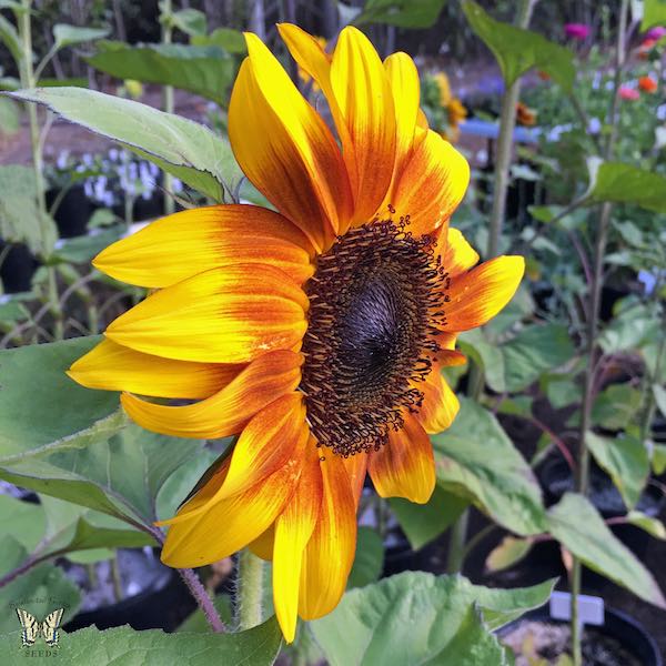 ProCut Bicolor sunflower Sunflower ProCut Bicolor Flower Profile