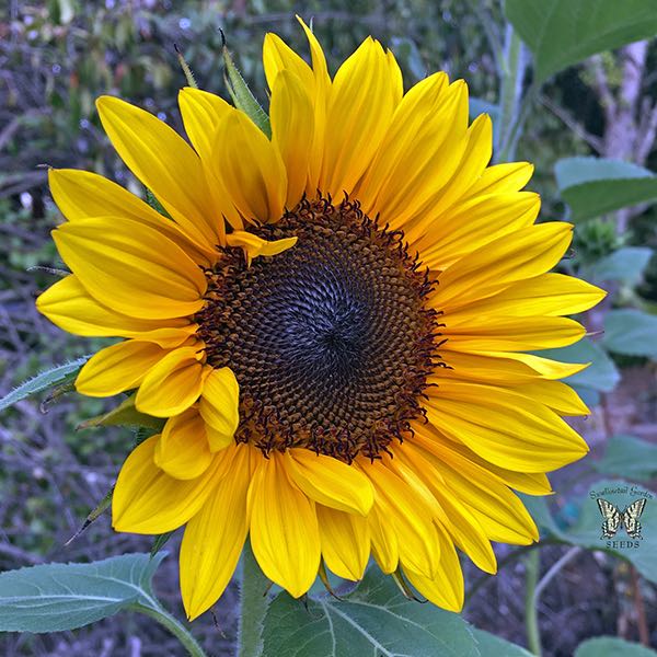 ProCut Brilliance sunflower Sunflower ProCut Brilliance