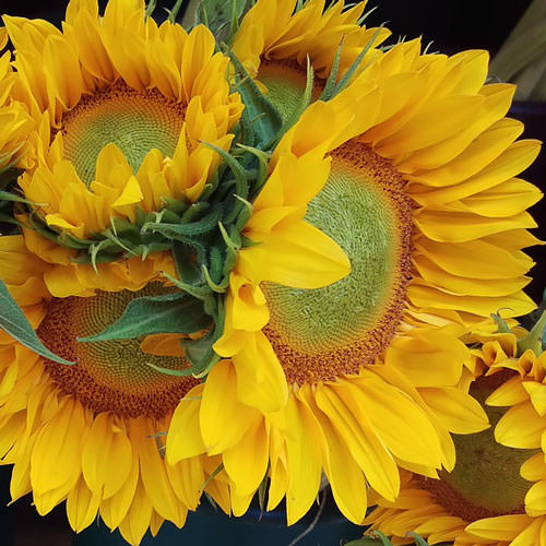 ProCut Gold Lite sunflower Sunflower ProCut Gold Lite