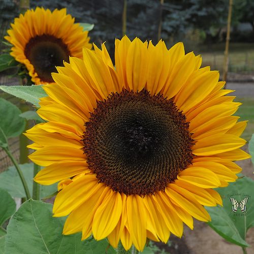 Sunflower ProCut Horizon flowers