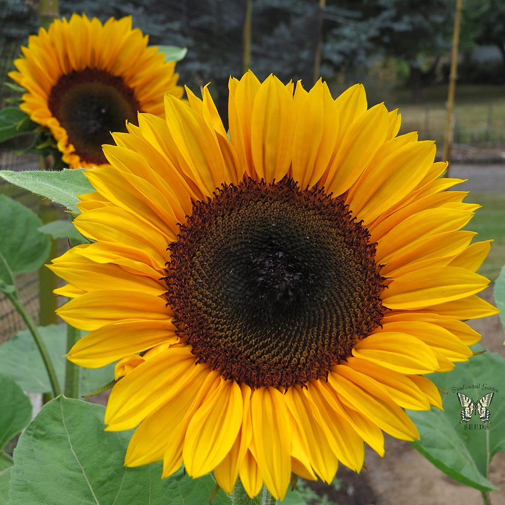 Sunflower ProCut Horizon