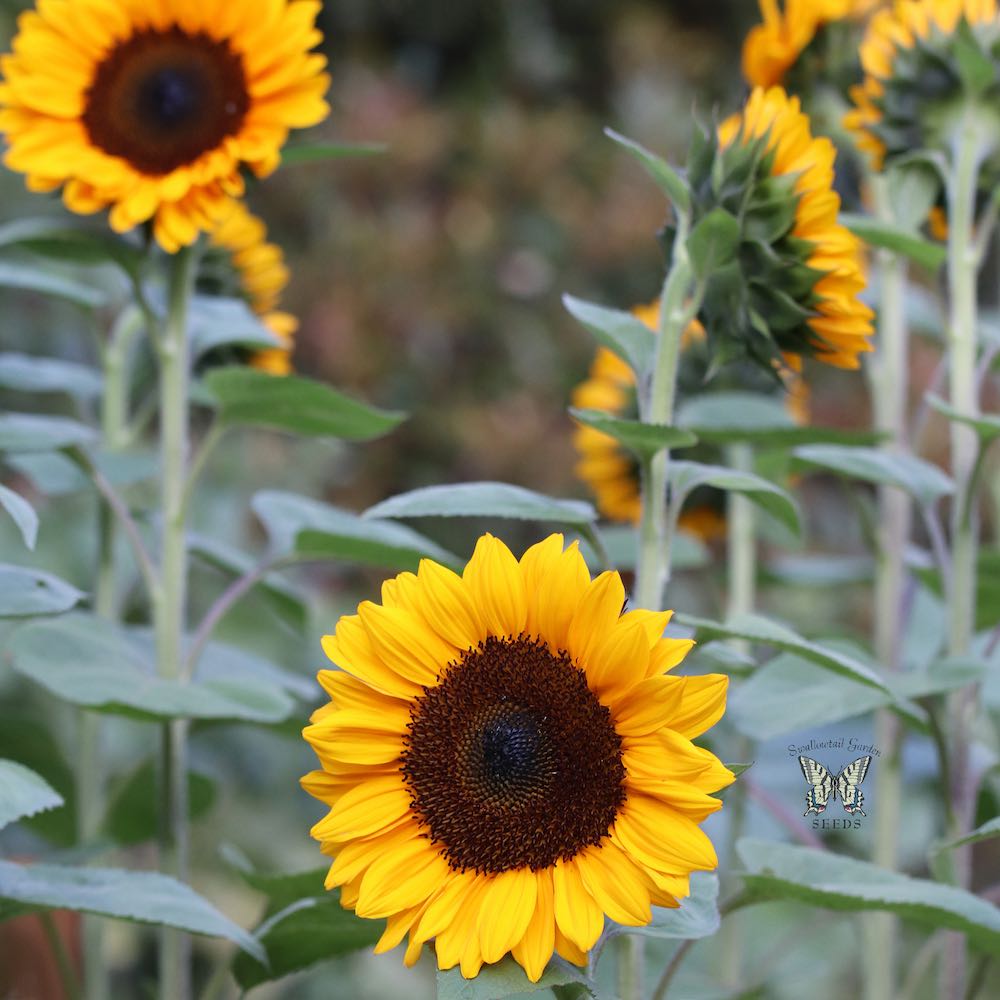 ProCut Orange Excel Sunflower Seeds Annual Flower Seeds